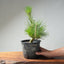 Japanese Black Pine Bonsai #1302 - Bonsaify