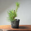 Japanese Black Pine Bonsai #1302 - Bonsaify