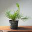 Japanese Black Pine Bonsai #1302 - Bonsaify