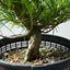 Japanese Black Pine Bonsai #1302 - Bonsaify
