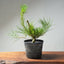 Japanese Black Pine Bonsai #1302 - Bonsaify