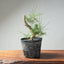 Japanese Black Pine Bonsai #1303 - Bonsaify