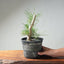 Japanese Black Pine Bonsai #1303 - Bonsaify