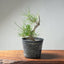 Japanese Black Pine Bonsai #1303 - Bonsaify