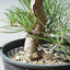 Japanese Black Pine Bonsai #1303 - Bonsaify