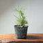 Japanese Black Pine Bonsai #1303 - Bonsaify