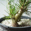 Japanese Black Pine Bonsai #1304 - Bonsaify