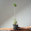 Japanese Black Pine Bonsai #1304 - Bonsaify