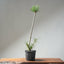 Japanese Black Pine Bonsai #1304 - Bonsaify