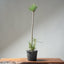 Japanese Black Pine Bonsai #1304 - Bonsaify