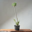 Japanese Black Pine Bonsai #1304 - Bonsaify