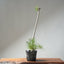 Japanese Black Pine Bonsai #1305 - Bonsaify