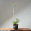 Japanese Black Pine Bonsai #1305 - Bonsaify
