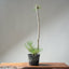 Japanese Black Pine Bonsai #1305 - Bonsaify