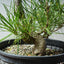 Japanese Black Pine Bonsai #1305 - Bonsaify