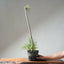 Japanese Black Pine Bonsai #1305 - Bonsaify