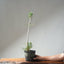 Japanese Black Pine Bonsai #1306 - Bonsaify
