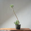 Japanese Black Pine Bonsai #1306 - Bonsaify