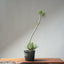 Japanese Black Pine Bonsai #1306 - Bonsaify