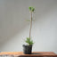 Japanese Black Pine Bonsai #1306 - Bonsaify