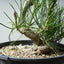 Japanese Black Pine Bonsai #1306 - Bonsaify