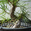 Japanese Black Pine Bonsai #1307 - Bonsaify