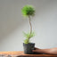 Japanese Black Pine Bonsai #1307 - Bonsaify
