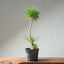 Japanese Black Pine Bonsai #1307 - Bonsaify