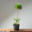 Japanese Black Pine Bonsai #1307 - Bonsaify