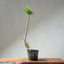 Japanese Black Pine Bonsai #1308 - Bonsaify