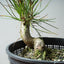 Japanese Black Pine Bonsai #1308 - Bonsaify