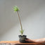 Japanese Black Pine Bonsai #1308 - Bonsaify