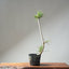 Japanese Black Pine Bonsai #1308 - Bonsaify
