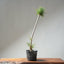 Japanese Black Pine Bonsai #1308 - Bonsaify