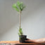 Japanese Black Pine Bonsai #1309 - Bonsaify