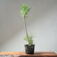 Japanese Black Pine Bonsai #1309 - Bonsaify