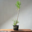 Japanese Black Pine Bonsai #1309 - Bonsaify