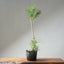 Japanese Black Pine Bonsai #1309 - Bonsaify