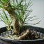 Japanese Black Pine Bonsai #1309 - Bonsaify