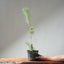 Japanese Black Pine Bonsai #1310 - Bonsaify