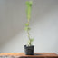 Japanese Black Pine Bonsai #1310 - Bonsaify