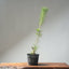 Japanese Black Pine Bonsai #1310 - Bonsaify