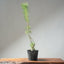 Japanese Black Pine Bonsai #1310 - Bonsaify