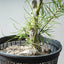Japanese Black Pine Bonsai #1310 - Bonsaify