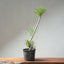 Japanese Black Pine Bonsai #1311 - Bonsaify