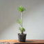 Japanese Black Pine Bonsai #1311 - Bonsaify