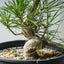 Japanese Black Pine Bonsai #1311 - Bonsaify