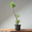 Japanese Black Pine Bonsai #1311 - Bonsaify