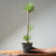 Japanese Black Pine Bonsai #1311 - Bonsaify