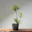 Japanese Black Pine Bonsai #1312 - Bonsaify